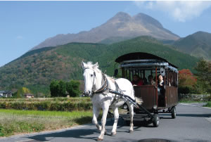 horse-drawn tourist carriage